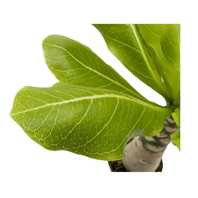 Бригамия Хавайска палма / Brighamia Hawaiian Palm