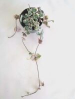 Церопегия лууди вариегата / Ceropegia woodii variegated