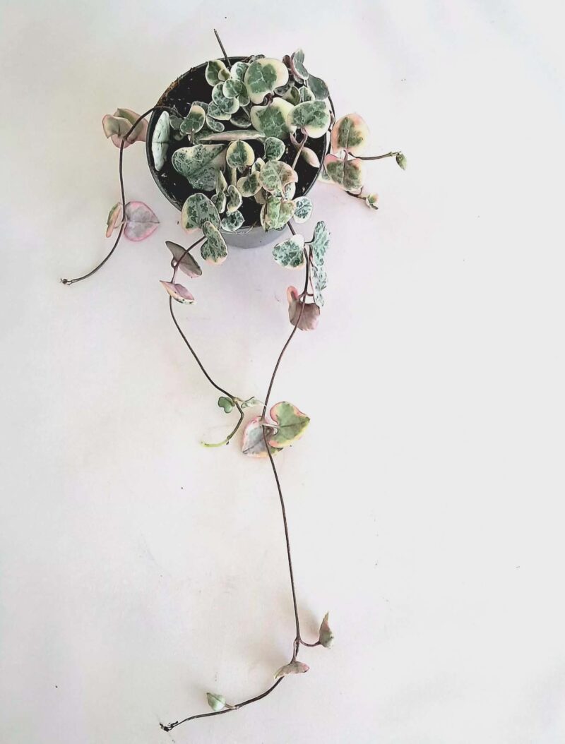 Церопегия лууди вариегата / Ceropegia woodii variegated