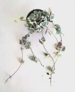 Церопегия лууди вариегата / Ceropegia woodii variegated