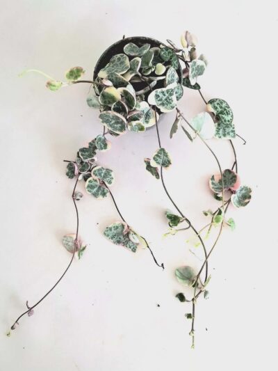 Церопегия лууди вариегата / Ceropegia woodii variegated