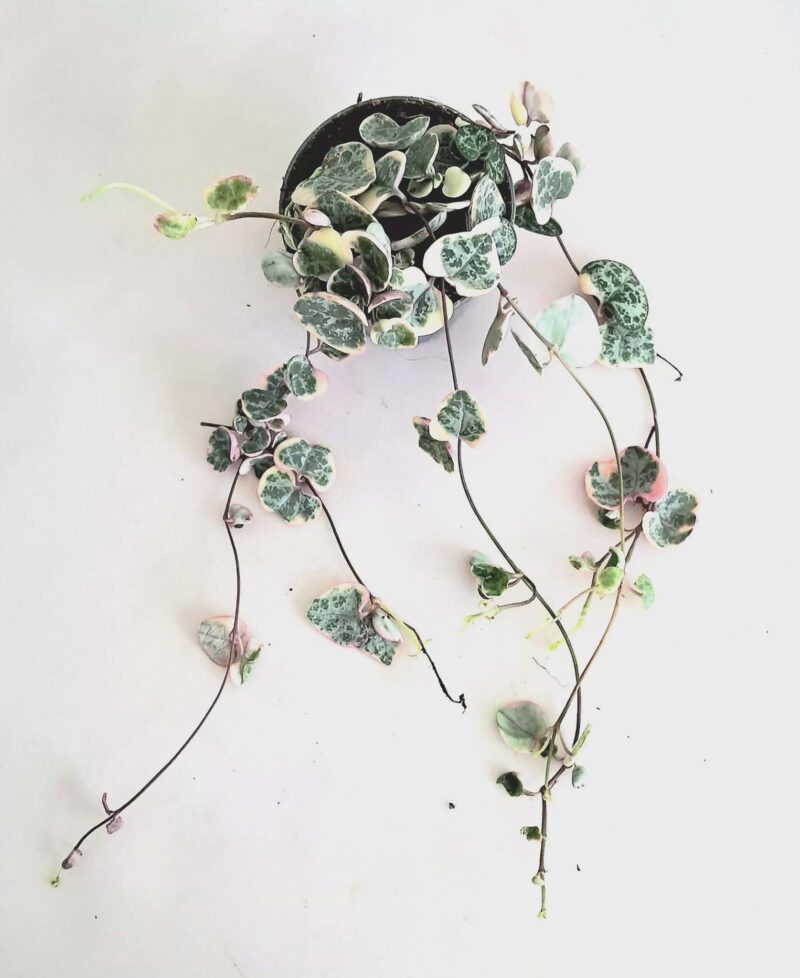 Церопегия лууди вариегата / Ceropegia woodii variegated