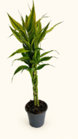 Драцена Сандериана / Dracaena Sanderiana сет