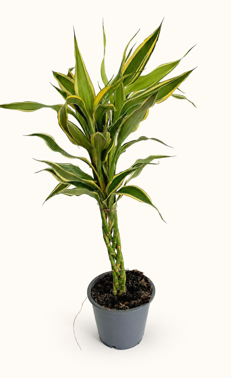 Драцена Сандериана / Dracaena Sanderiana сет