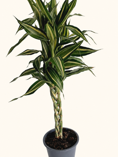 dracaena-sanderiana-04