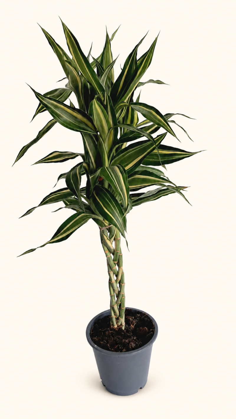 Драцена Сандериана / Dracaena Sanderiana сет