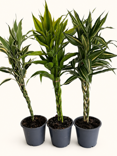 Драцена Сандериана / Dracaena Sanderiana сет