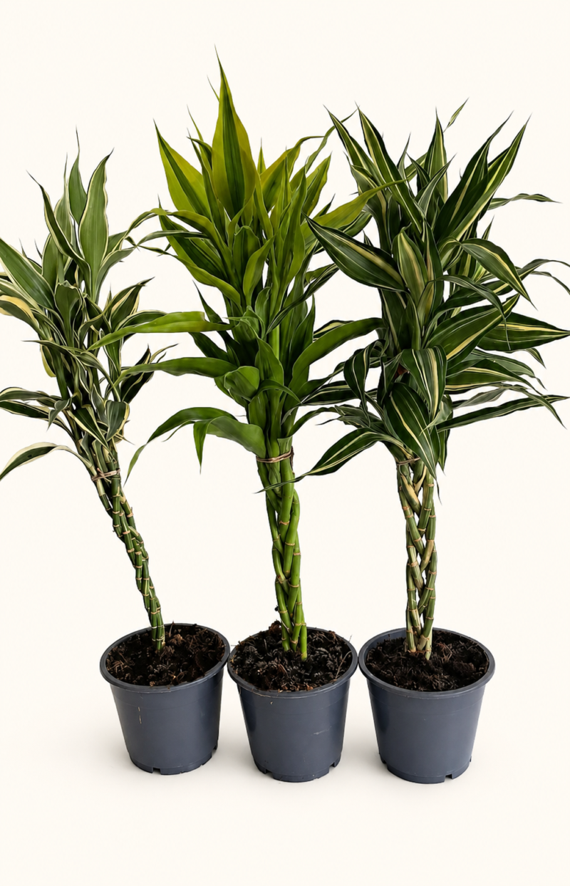 Драцена Сандериана / Dracaena Sanderiana сет