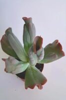 Ешеверия Кулибра / Echeveria Culibra