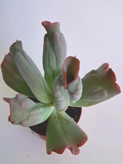 Ешеверия Кулибра / Echeveria Culibra - S