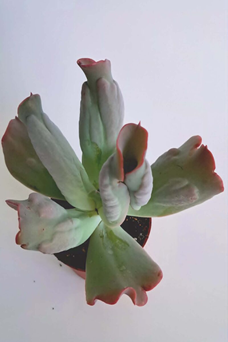 Ешеверия Кулибра / Echeveria Culibra