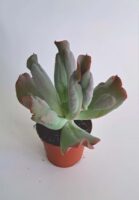 Ешеверия Кулибра / Echeveria Culibra
