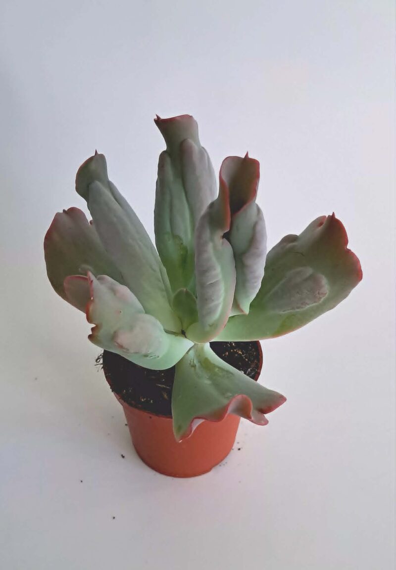Ешеверия Кулибра / Echeveria Culibra