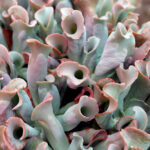 Ешеверия Кулибра / Echeveria Culibra