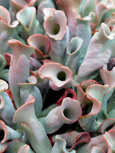 echeveria-culibra-03.jpg