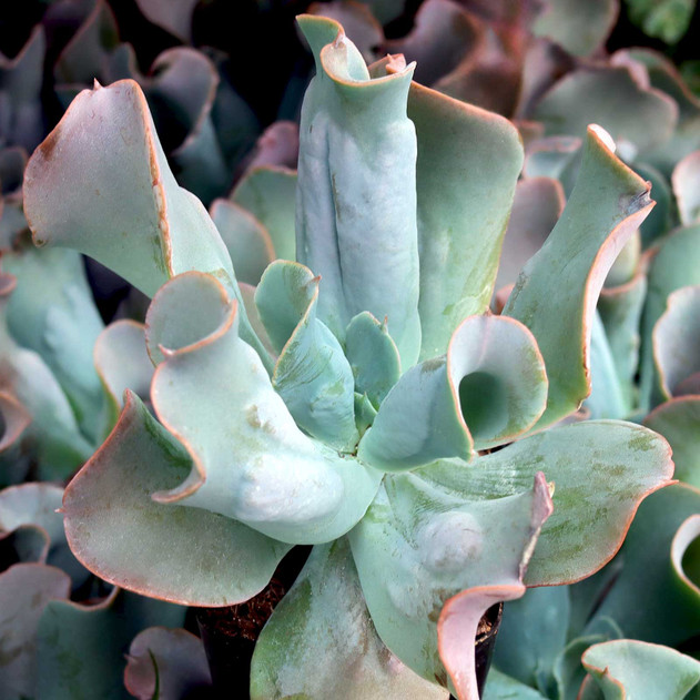 Ешеверия Кулибра / Echeveria Culibra