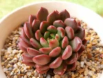 Ешеверия "Пинк Руби" / Echeveria ‘Pink Ruby’