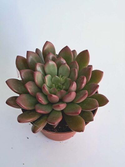 Ешеверия "Пинк Руби" / Echeveria ‘Pink Ruby’ - M