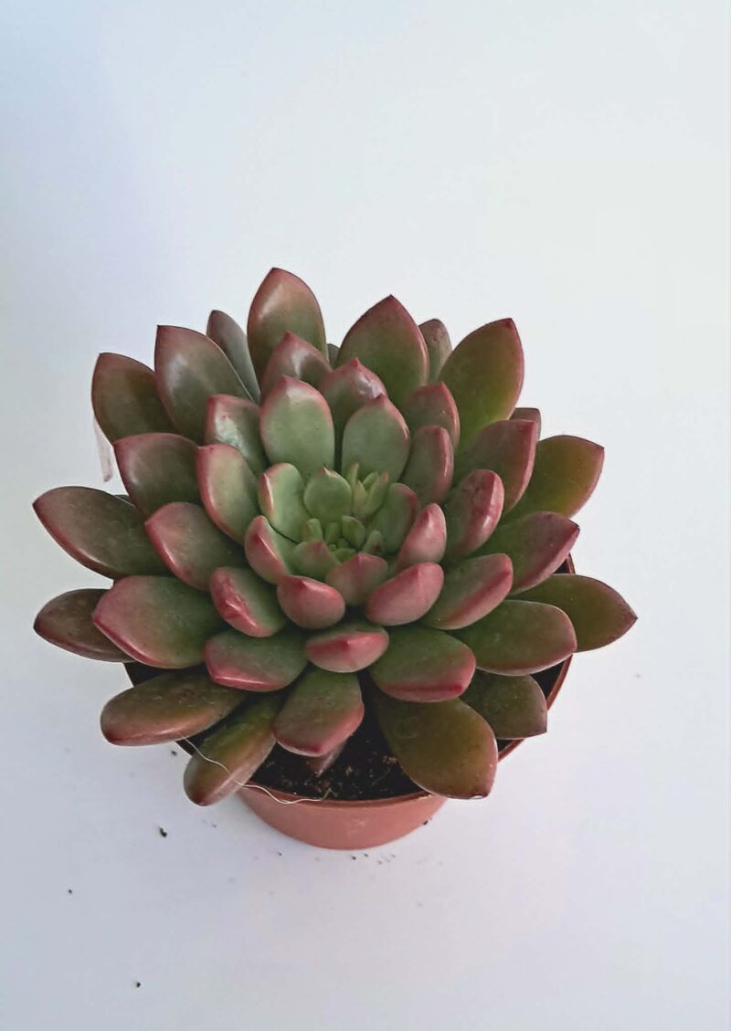 Ешеверия "Пинк Руби" / Echeveria ‘Pink Ruby’