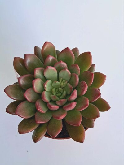Echeveria-Pink-Ruby-03.jpg