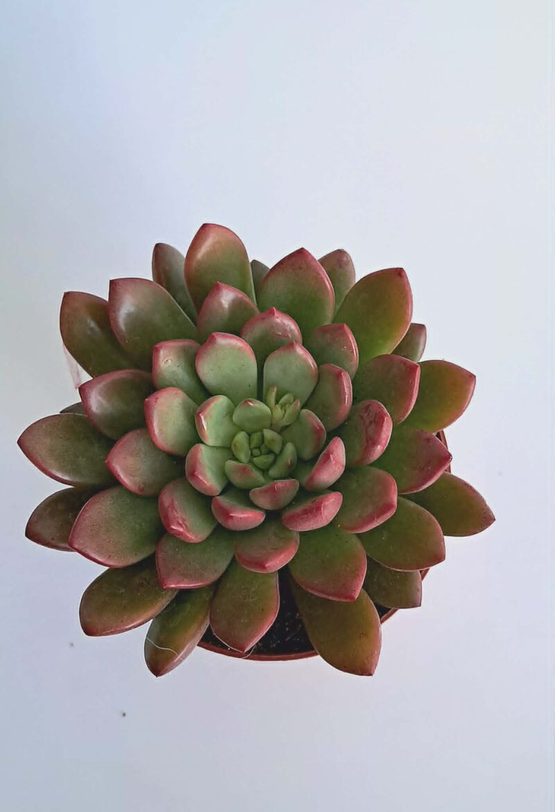 Ешеверия "Пинк Руби" / Echeveria ‘Pink Ruby’