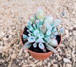Ешеверия "Трумпет Пинки" / Echeveria ‘Trumpet Pinky’