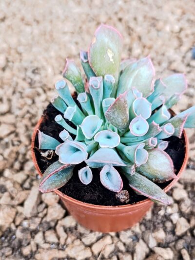 Ешеверия "Трумпет Пинки" / Echeveria ‘Trumpet Pinky’ - M