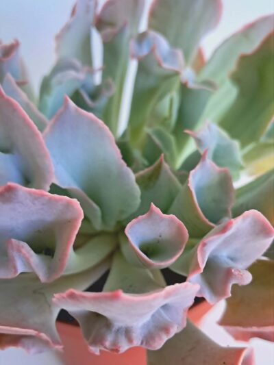 Echeveria-Trumpet-Pinky-02.jpg