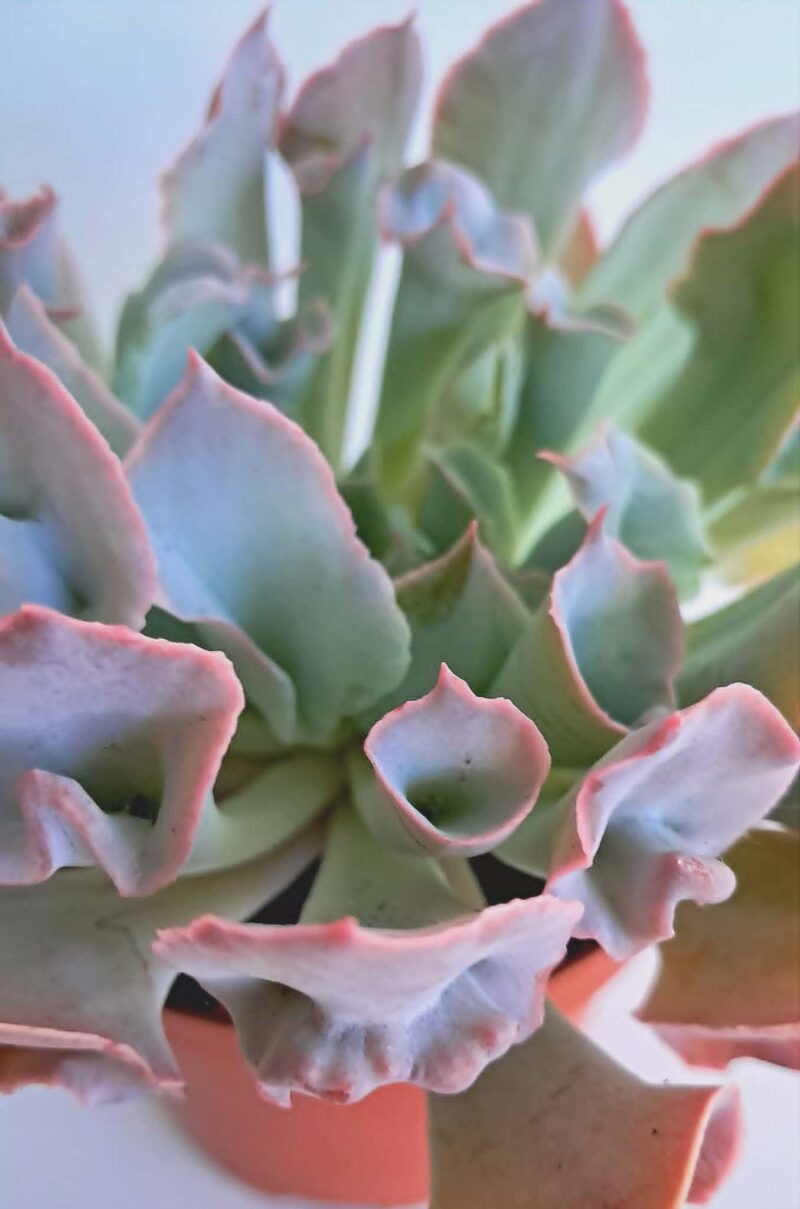 Ешеверия "Трумпет Пинки" / Echeveria ‘Trumpet Pinky’