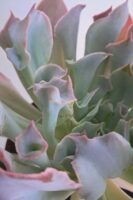 Ешеверия "Трумпет Пинки" / Echeveria ‘Trumpet Pinky’