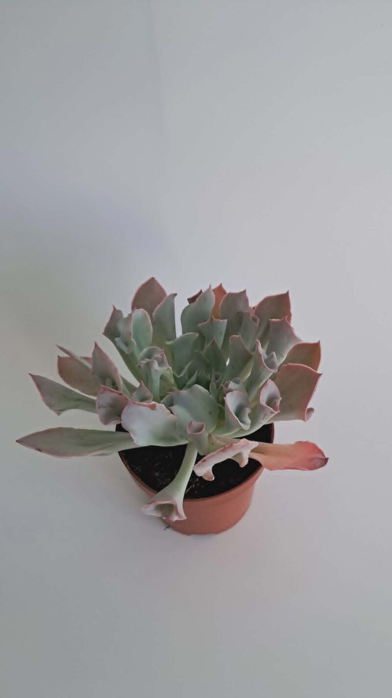 Ешеверия "Трумпет Пинки" / Echeveria ‘Trumpet Pinky’