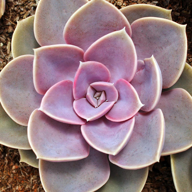 Ешеверия "Пърл фон Нюнберг" / Echeveria ‘Perle von Nürnberg’