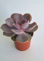 Ешеверия "Пърл фон Нюнберг" / Echeveria ‘Perle von Nürnberg’