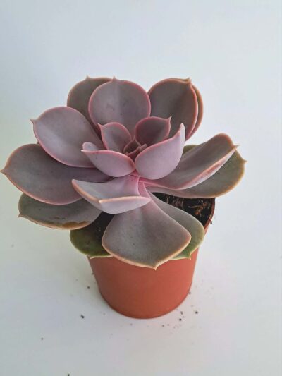 echeveria_perle_von_nurnberg-02.jpg