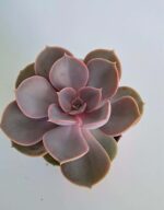 Ешеверия "Пърл фон Нюнберг" / Echeveria ‘Perle von Nürnberg’