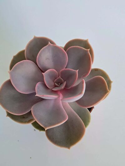 Ешеверия "Пърл фон Нюнберг" / Echeveria ‘Perle von Nürnberg’ - M