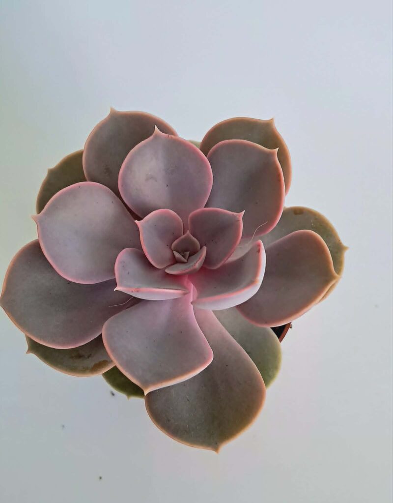 Ешеверия "Пърл фон Нюнберг" / Echeveria ‘Perle von Nürnberg’
