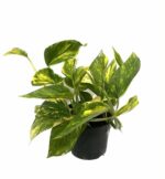 Епипремнум Пинатум Хиколор / Epipremnum Pinnatum Hicolor
