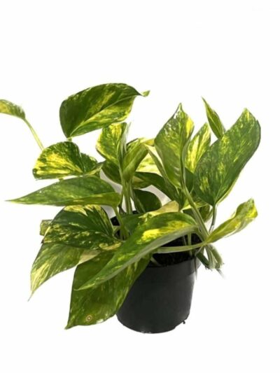 Епипремнум Пинатум Хиколор / Epipremnum Pinnatum Hicolor