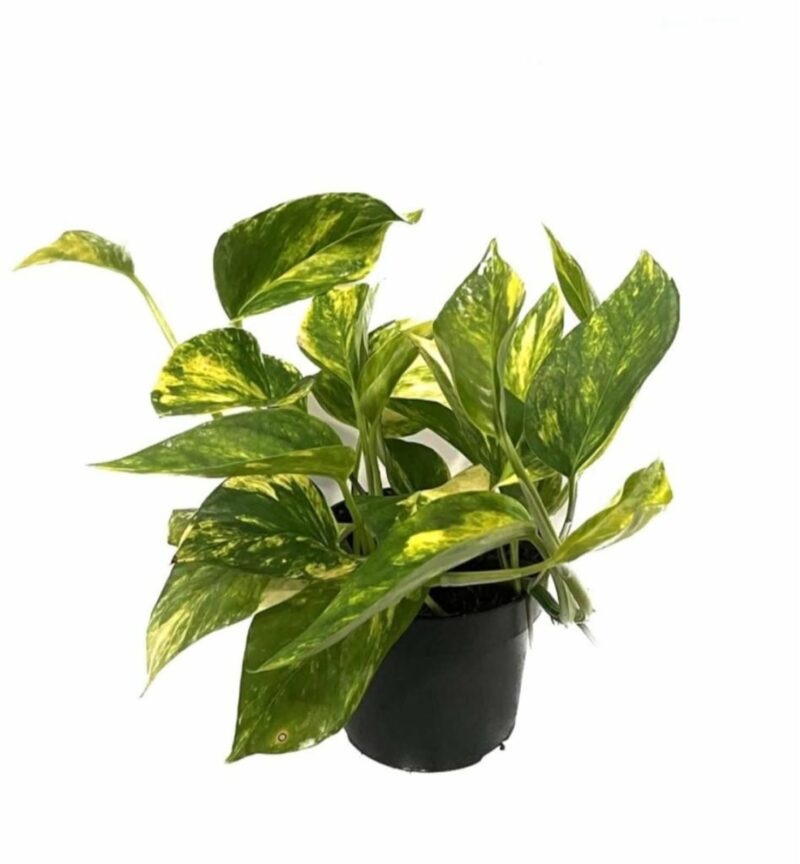 Епипремнум Пинатум Хиколор / Epipremnum Pinnatum Hicolor