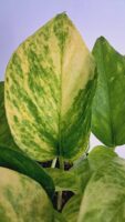 Епипремнум Пинатум Хиколор / Epipremnum Pinnatum Hicolor