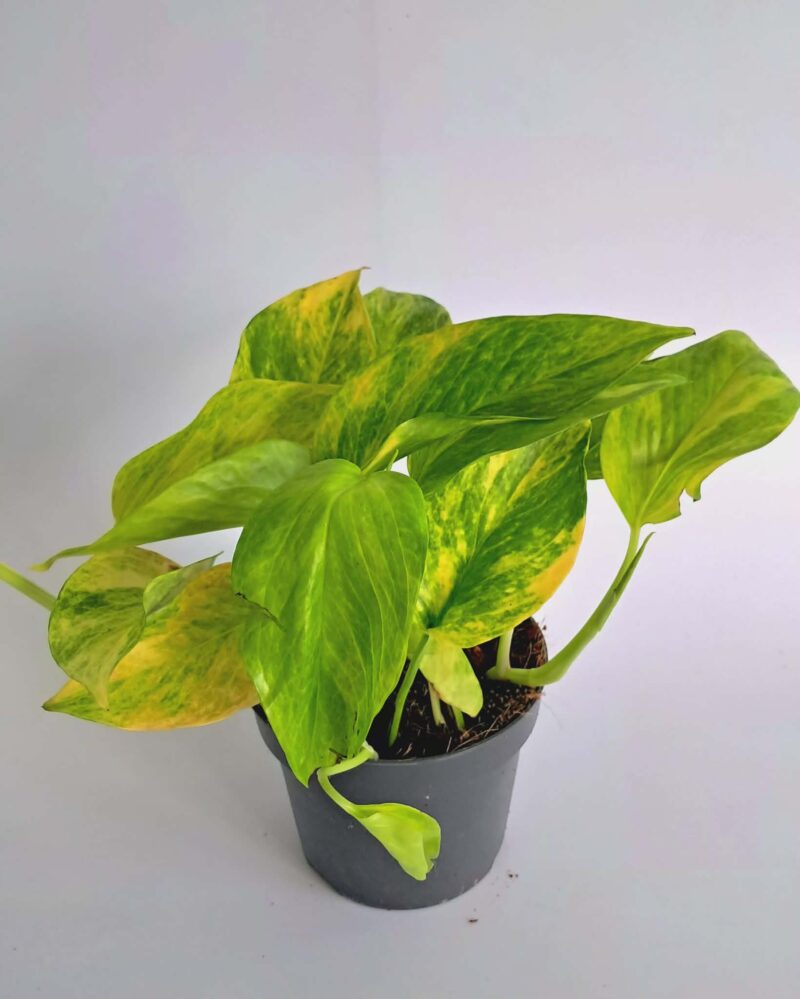 Епипремнум Пинатум Хиколор / Epipremnum Pinnatum Hicolor