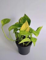 Епипремнум Пинатум Хиколор / Epipremnum Pinnatum Hicolor