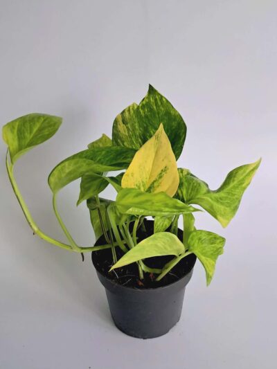Epipremnum-pinnatum-hicolor-03.jpg