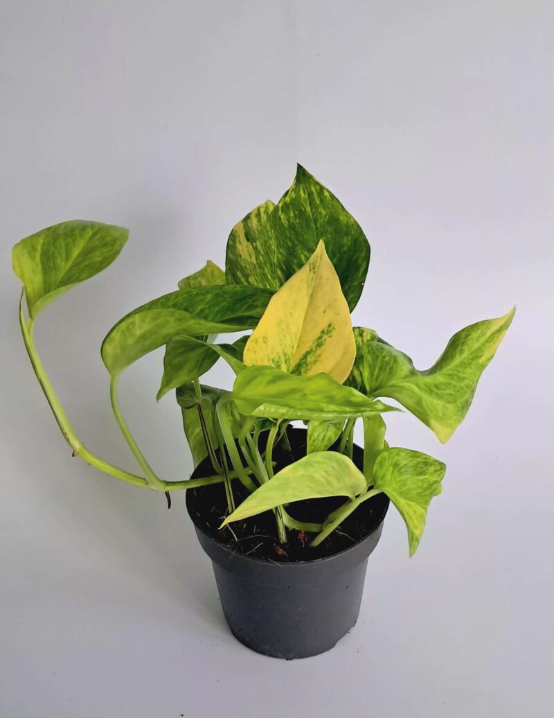 Епипремнум Пинатум Хиколор / Epipremnum Pinnatum Hicolor