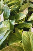 Епипремнум Пинатум Хиколор / Epipremnum Pinnatum Hicolor