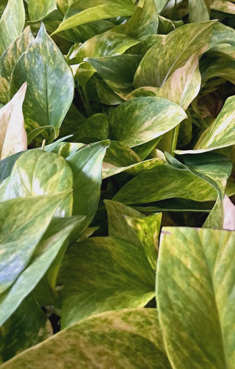 Епипремнум Пинатум Хиколор / Epipremnum Pinnatum Hicolor