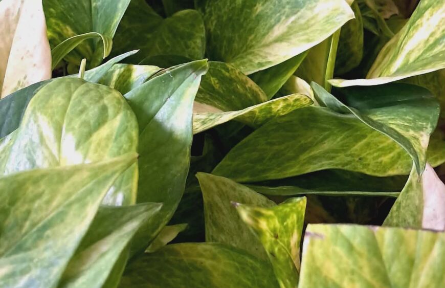 Epipremnum-pinnatum-hicolor-leaf-01.jpg
