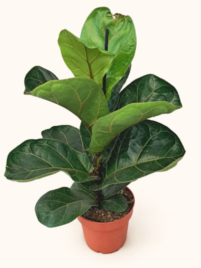 Фикус Лирата "Бамбино" / Ficus lyrata 'Bambino' - M