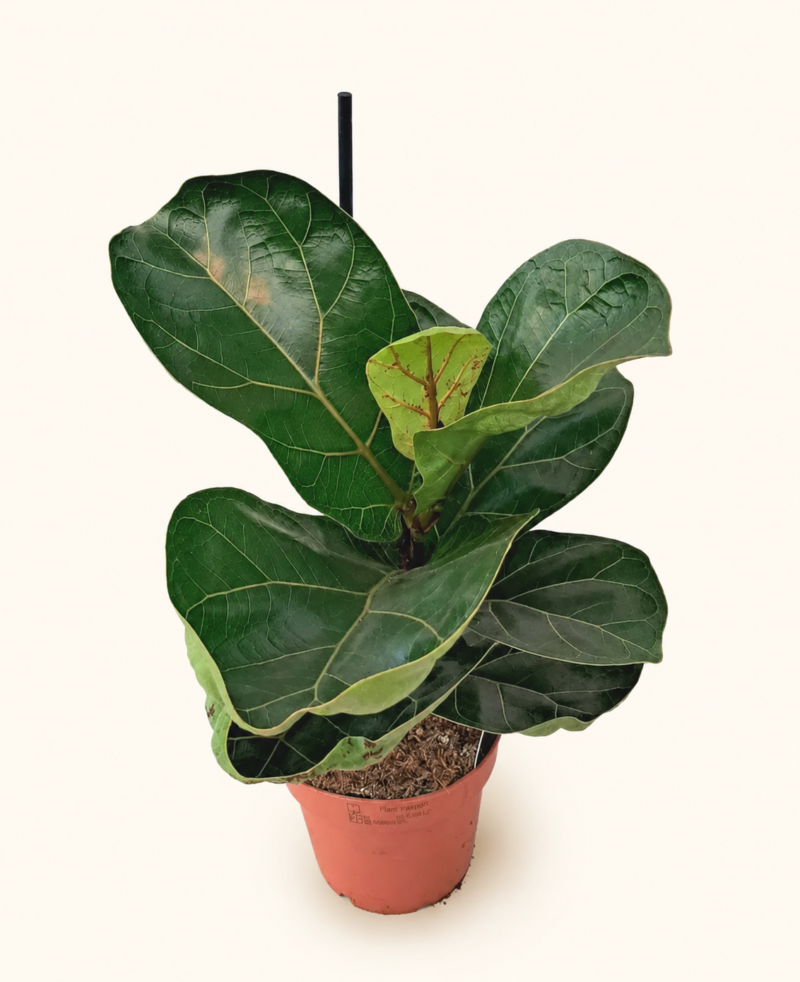 Фикус Лирата "Бамбино" / Ficus lyrata 'Bambino'